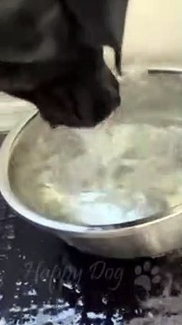 Cats vs Dogs: Hilarious Try Not to Laugh Challenge #4 - Funny Cat and Dog Videos by Viral Facts