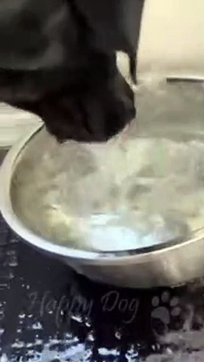 Cats vs Dogs: Hilarious Try Not to Laugh Challenge #4 - Funny Cat and Dog Videos by Viral Facts