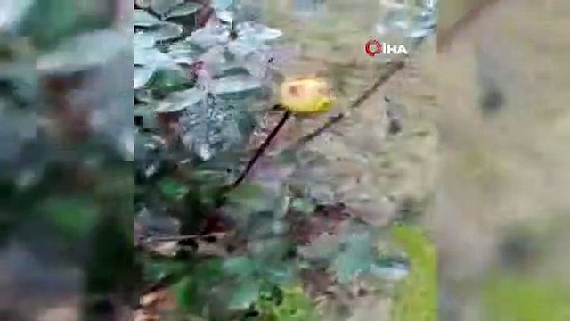 Görenler dönüp bir daha bakıyor! Ocak ayında güller açtı