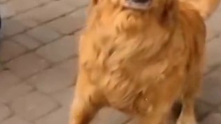 Cats vs Dogs: Hilarious Try Not to Laugh Challenge #2 - Funny Cat and Dog Videos by Viral Facts