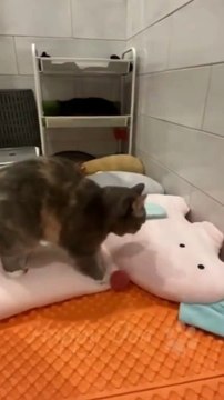 Cats vs Dogs: Hilarious Try Not to Laugh Challenge #1 - Funny Cat and Dog Videos by Viral Facts