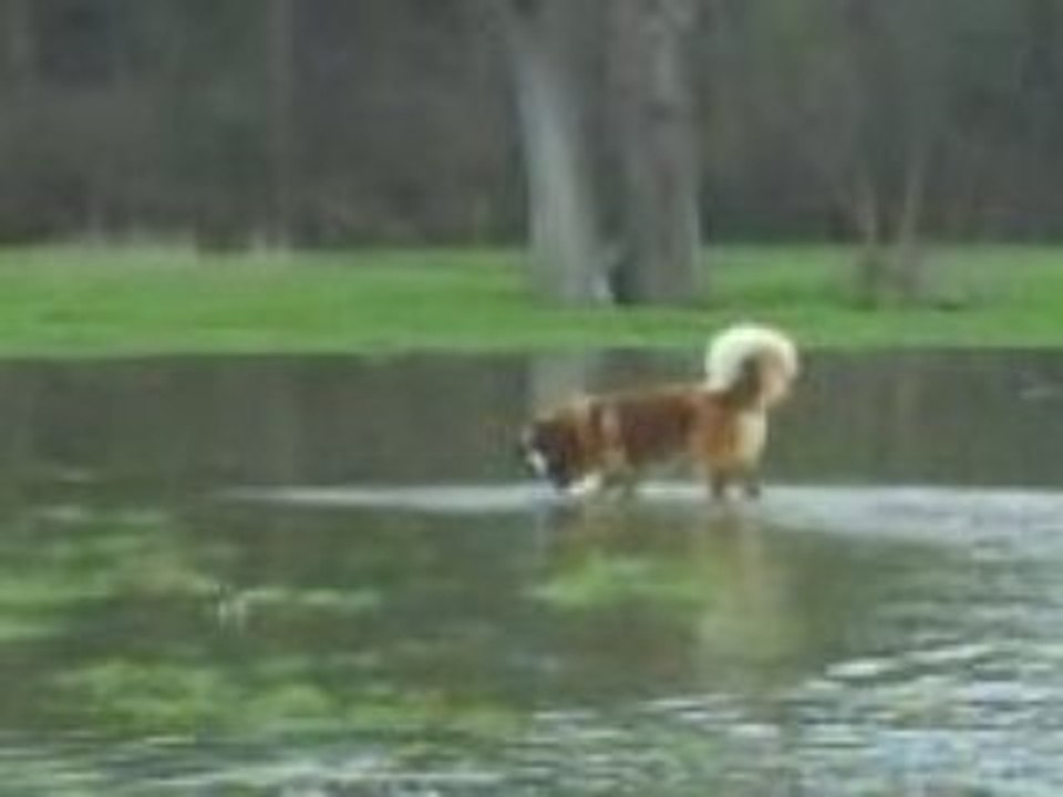 ALTO, un saint bernard dans l'eau