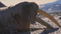 Chasing Walrus (With A Stubborn Photographer) - Trailer © 2023 Documentary