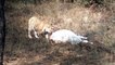 अलवर के सरिस्का में बाघ एसटी-15 ने ऐसे किया गाय का शिकार,देखे वीडियो