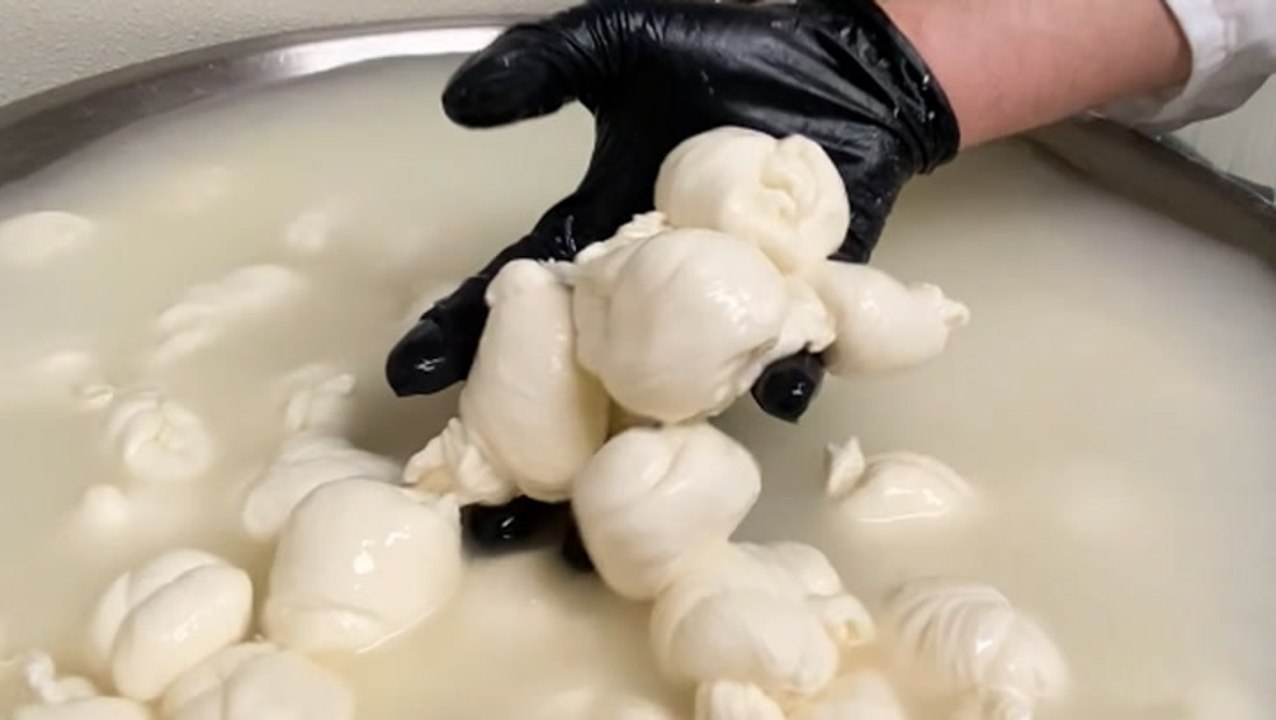 Making 30,000 pounds of mozzarella a week