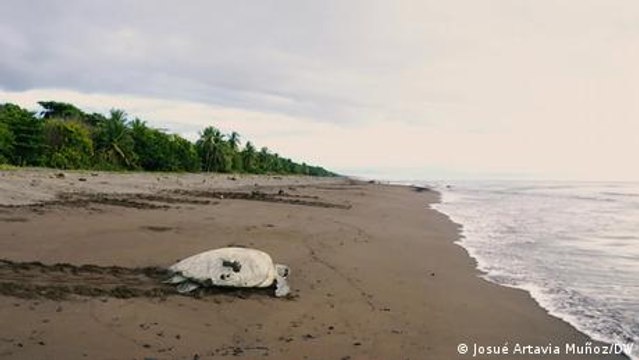 The fight to protect sea turtles in Costa Rica