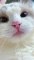 (Tik Tok video) Cat meme with kitten — amusing cats meow baby cute compilation (cat-cash home)