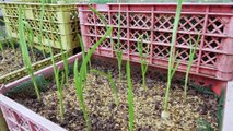 Fast Growing Garlic using Plastic Bottle