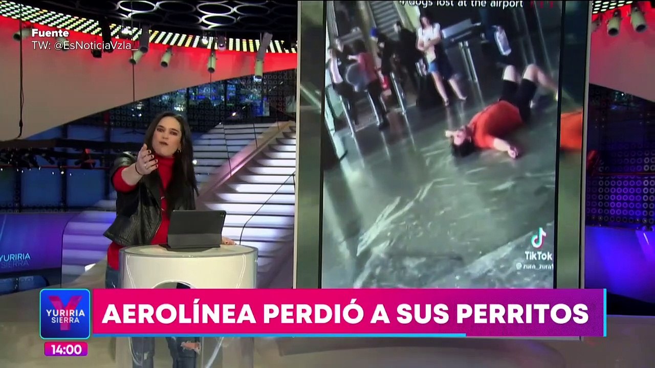Aerolínea en Turquía pierde a perritos