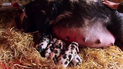 The Pets Factor S02E03 Dottie Tammy and Rocket