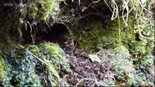 Winterwatch 2023 episode 7