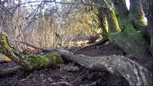 Winterwatch 2023 episode 8