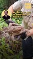 ‘Toadzilla’: guardaparques australianos encuentran un sapo gigante de 2,7 kilos