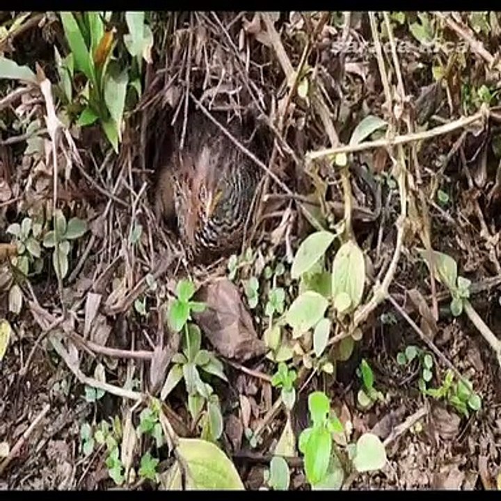 burung puyuh keluar masuk sarang karna telur mau menetas