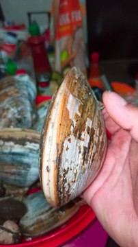 #ostion #almeja pata de mula #marisco #fresco #mar #playa #receta #cocina #comida #alimento #sashimi #mukbang