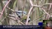 De moins en moins d'oiseaux dans nos jardins, la Ligue de protection des oiseaux tire la sonnette d'alarme