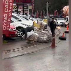 kağıt toplayıcısı genç köpek dostuna naylondan yağmurluk yaptı