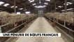 Une pénurie de bœufs français