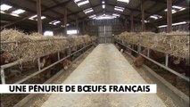 Les éleveurs s'inquiètent d'une pénurie de bœufs français