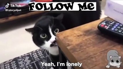 Funny Cats These cats can speak English better then Human