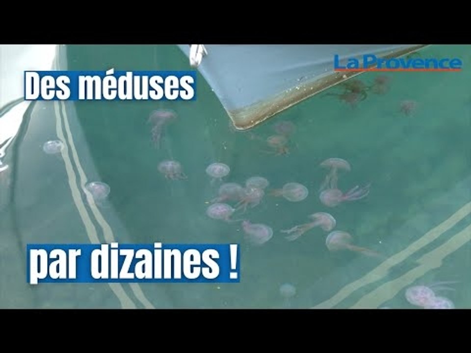 Pourquoi les méduses envahissent nos côtes en plein mois de janvier ?