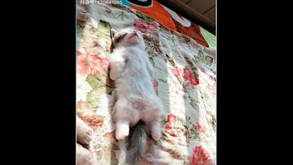 funny and cute cats - short funny cat videos