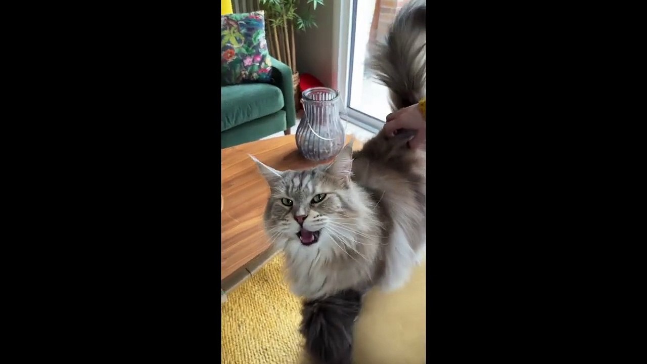 Attract your cat - Meows to call your cat HQ