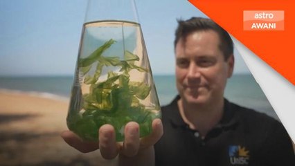 Pembangunan Mampan | Penyelidik Australia perkenalkan kaedah baharu hasilkan rumpai laut