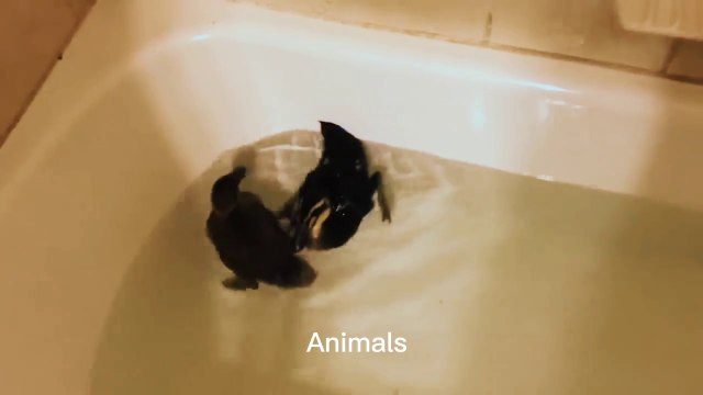 Best Funniest animals & Super cool animals | Funny dog and cat videos | funny and cute dogs & cats