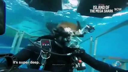 Shark Week - Se28 - Ep03 HD Watch