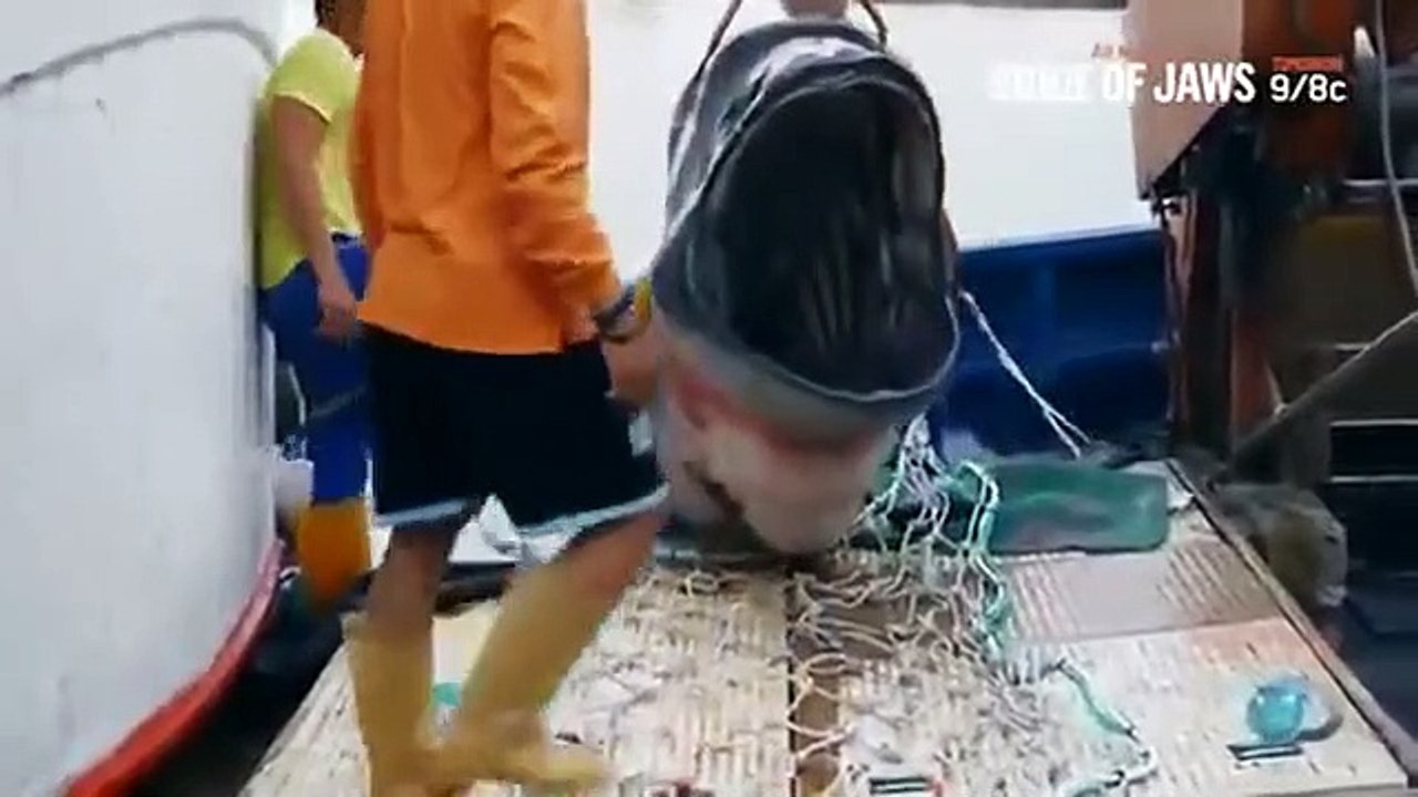 Shark Week - Se28 - Ep06 HD Watch