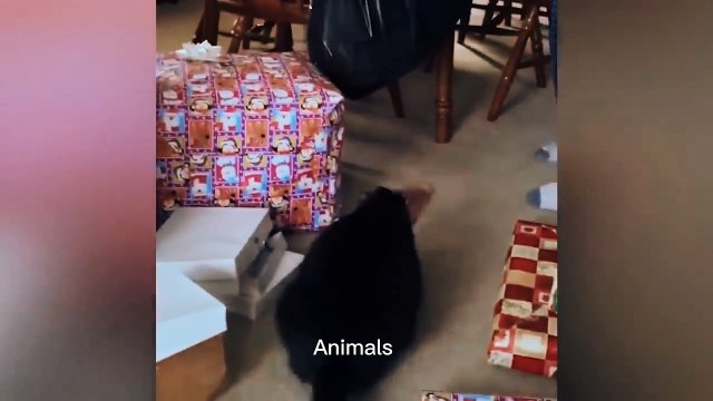 Best Funniest animals & Super cool animals | Funny dog and cat videos | funny and cute dogs & cats