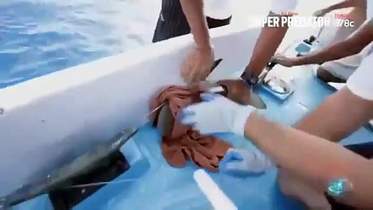 Shark Week - Se28 - Ep08 HD Watch