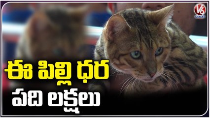 Asia's Largest Pet Show Begins In Hyderabad _ Tiger Cat _ Costliest Cat In The World | V6 News (3)