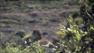 Injured Lioness at Kumana Dam