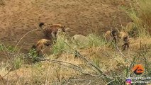 Lion Cornered by Hyenas Calls for Backup