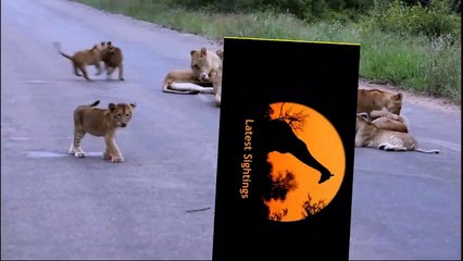 Lion Pride Including Playing Cubs - Seen Today! - Latest Wildlife Sightings