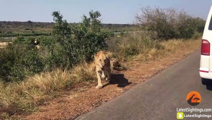 Lioness Rescues Her 6 Cubs After an Elephant Chase