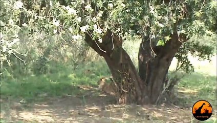 Lions (1 in tree) at Kumana Dam