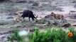 Lions Attack Buffaloes - Another Battle at Kruger