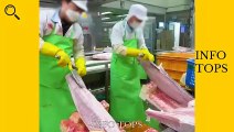 Amazing Tuna factory! Mass production of huge frozen tuna