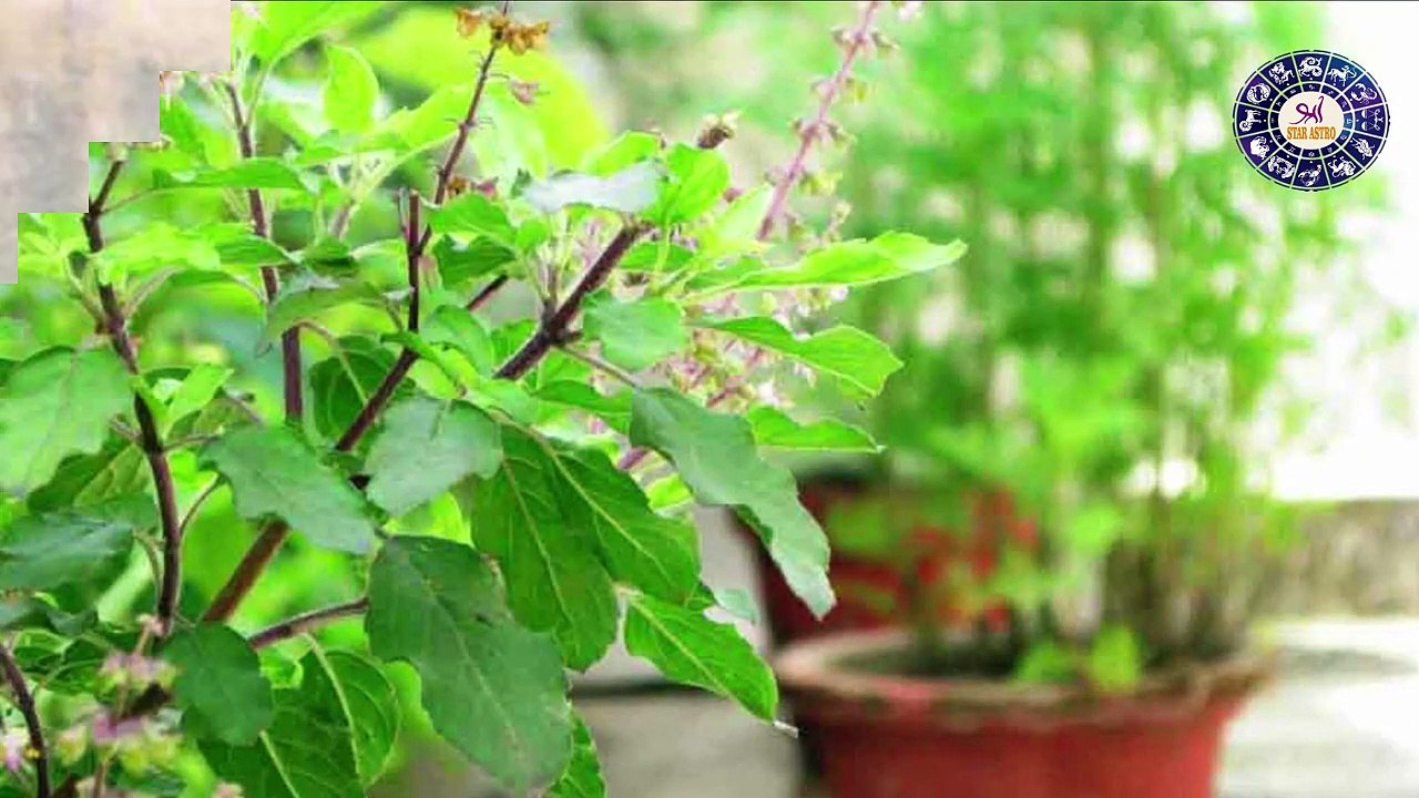 इन महिलाओं को नहीं करनी चाहिए तुलसी की पूजा