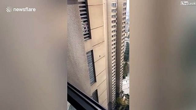 Une souris grimpe un batiment de 30 étage... même pas le vertige