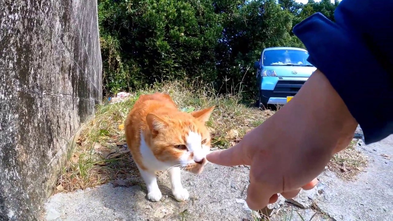 When I stroked the cat in the parking lot, the...