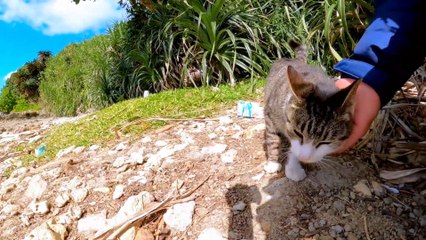 A cat was waiting for me when I left the cave, so I went to see the ocean with him.