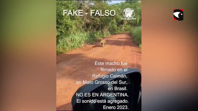 Advierten que el video de una “yaguareté preñada” no fue captado en misiones y que se trata de un macho
