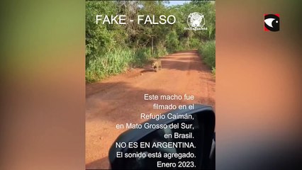 Advierten que el video de una “yaguareté preñada” no fue captado en misiones y que se trata de un macho