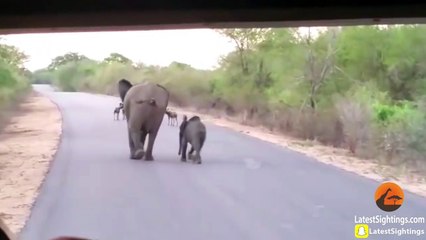 Elephant Mom & Calf Protect Themselves from Wild Dogs