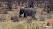 Elephant Stabs and Kills Buffalo