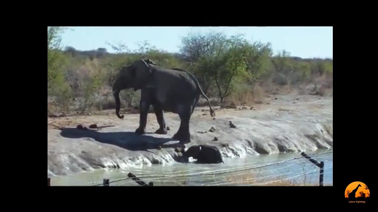 Herd Of Elephants Rescues A Calf - So Beautiful! -  Latest Sightings